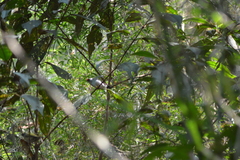 Ilicura militaris