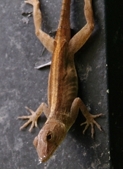 Anolis cristatellus