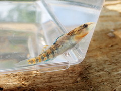 Etheostoma lawrencei