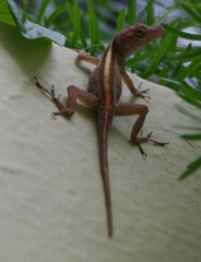 Anolis cristatellus