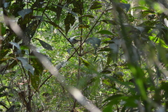 Ilicura militaris