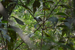 Ilicura militaris