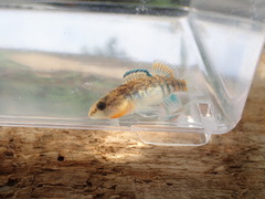 Etheostoma lawrencei