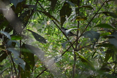 Ilicura militaris