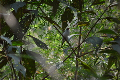 Ilicura militaris
