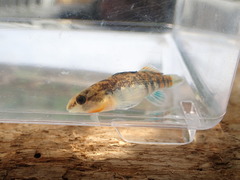 Etheostoma lawrencei