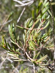 Darwinia biflora