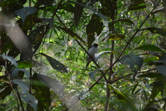 Ilicura militaris