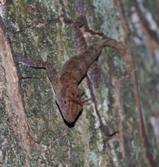 Anolis cristatellus