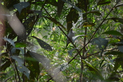 Ilicura militaris