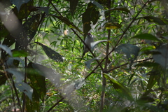 Ilicura militaris