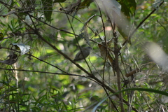 Ilicura militaris