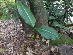 Dieffenbachia seguine