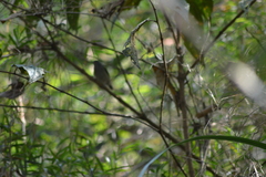Ilicura militaris