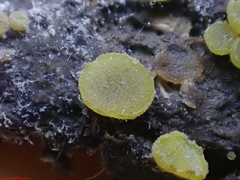 Ascobolus lineolatus