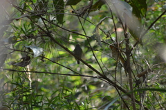 Ilicura militaris