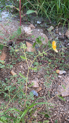 Kallstroemia peninsularis