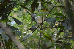 Ilicura militaris