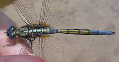 Orthetrum chrysostigma chrysostigma