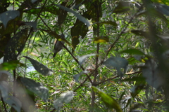 Ilicura militaris
