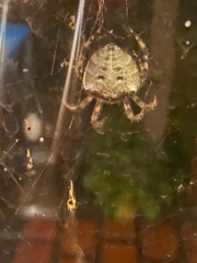 Araneus