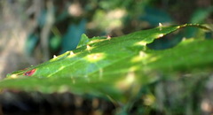 Diaspidiotus liquidambaris