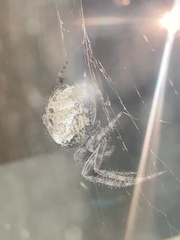 Araneus
