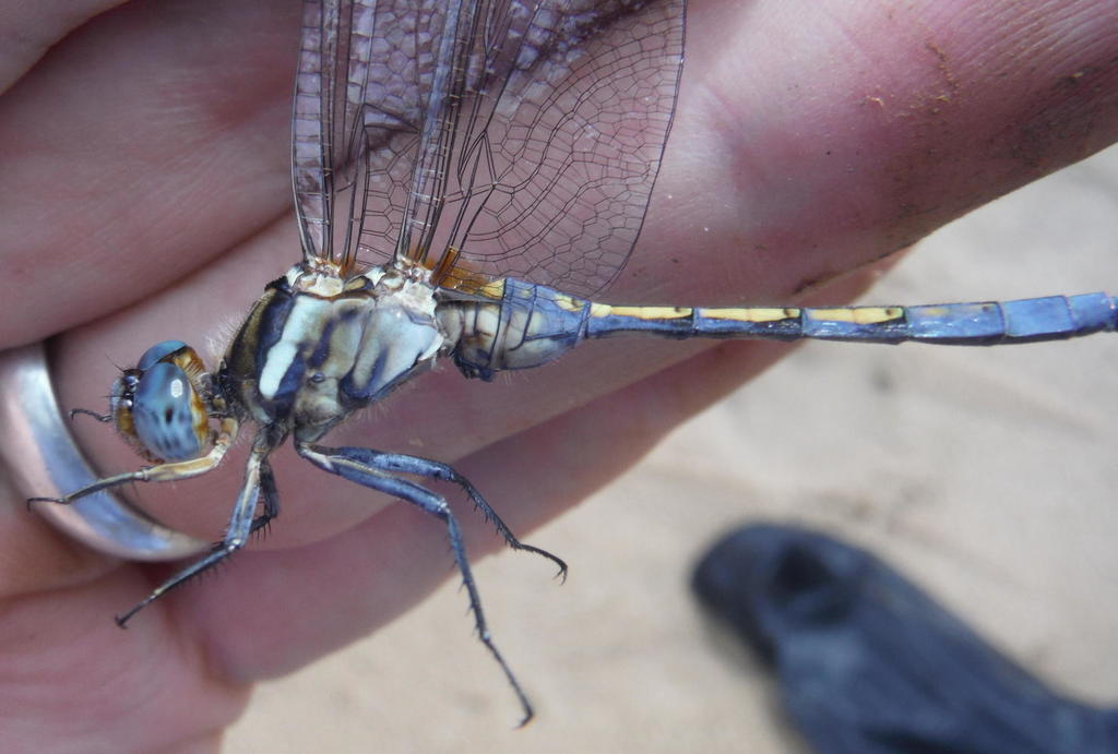 Epaulet Skimmer