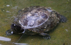 Trachemys stejnegeri