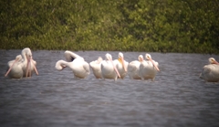 Pelecanus erythrorhynchos