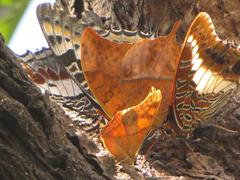 Polyura zoolina