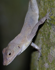 Anolis cristatellus