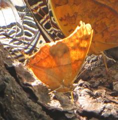 Polyura zoolina