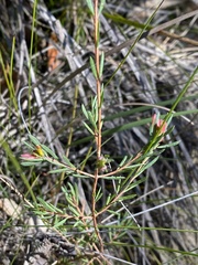 Darwinia biflora
