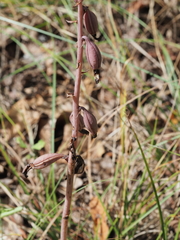 Bletia spicata