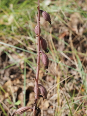Bletia spicata