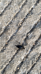 Eleodes eschscholtzii