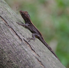 Anolis cristatellus
