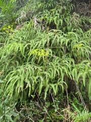 Sticherus squamulosus