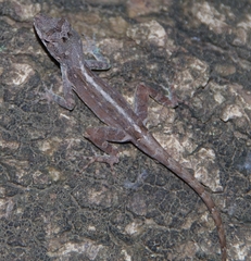 Anolis cristatellus