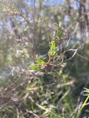 Darwinia biflora