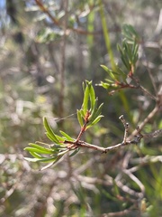 Darwinia biflora