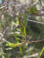 Darwinia biflora