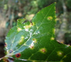 Diaspidiotus liquidambaris