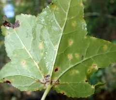 Diaspidiotus liquidambaris