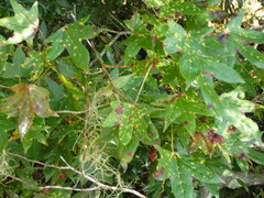 Diaspidiotus liquidambaris