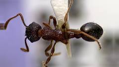 Myrmica latifrons