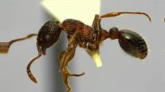 Myrmica latifrons