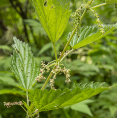 Urtica dioica sondenii