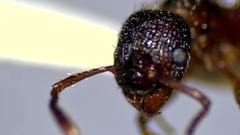 Myrmica latifrons